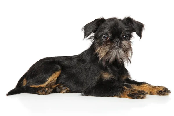 Brussels Griffon resting — Stock Photo, Image