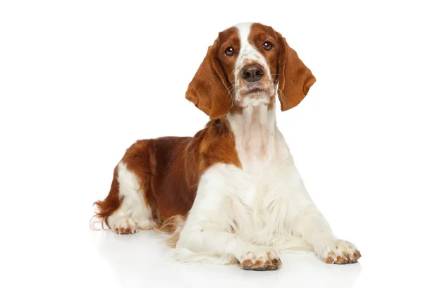 Welsh Springer Spaniel dog — Stock Photo, Image