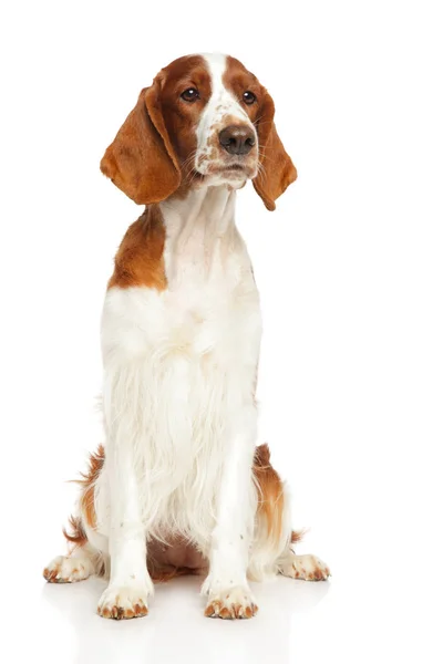 ウェルシュ ・ スプリンガー ・ スパニエルの犬 — ストック写真