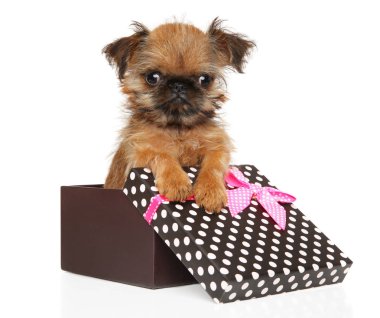 Bir hediye kutusunda Brüksel Griffon köpek yavrusu