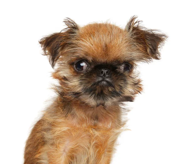 Brussels Griffon puppy — Stock Photo, Image