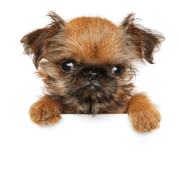 Brussels Griffon above banner, isolated — Stock Photo, Image