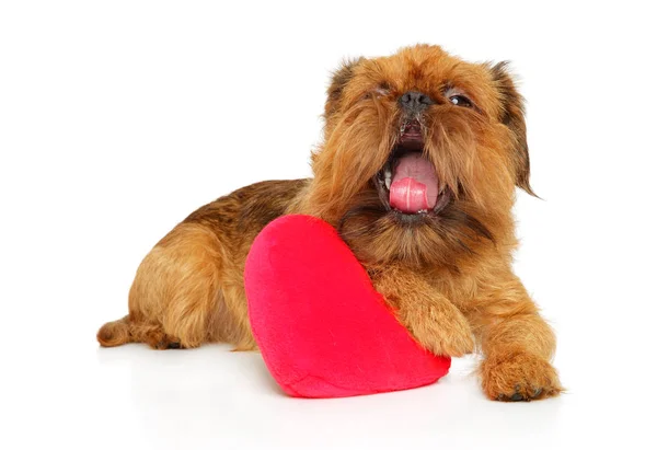 Brussels griffon with festive red heart — Stock Photo, Image