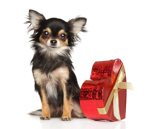 Pes Chihuahua s červeným Valentýnovým srdcem — Stock fotografie