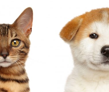 Kitten ve Puppy Yarım Yüz, İzole Beyaz