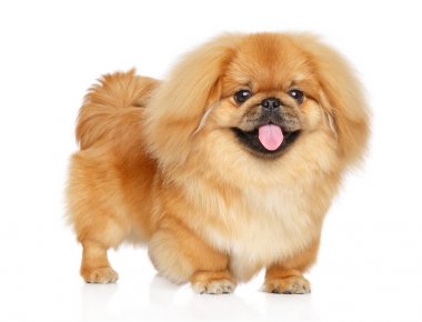 şirin pekingese köpek yavrusu