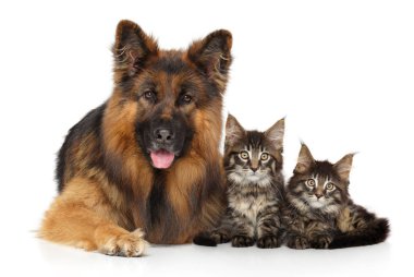 Beyaz bir köpek ve kedi yavrusu portresi