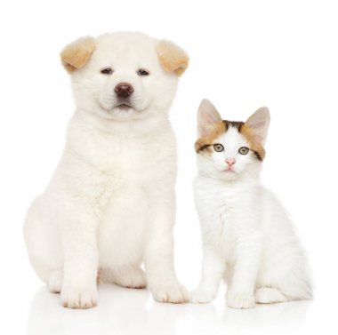 Kedi ve köpek birlikte.