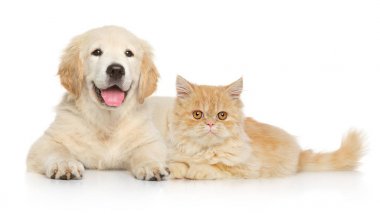 Kedi ve köpek birlikte.