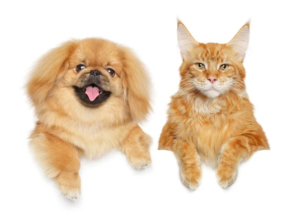 Niedliche Pekingese Welpe über Banner — Stockfoto