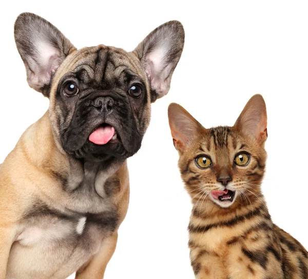 Retrato de lamiendo gatos y perros —  Fotos de Stock