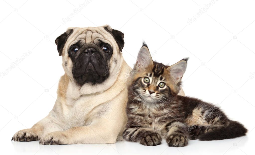 Cat and dog together lying on white