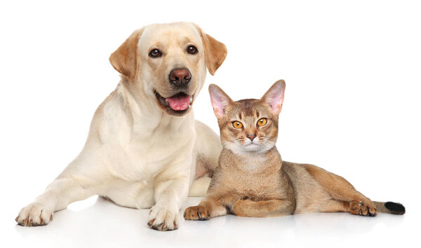 Gato y perro juntos — Foto de Stock