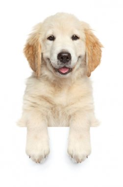 Afiş üzerinde Mutlu köpek,