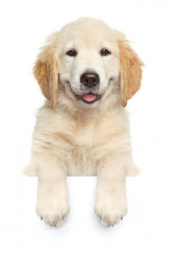 Happy dog above banner, clipart