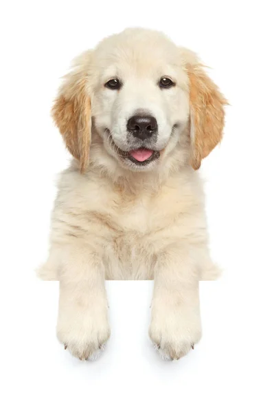 Happy dog above banner, — Stock Photo, Image