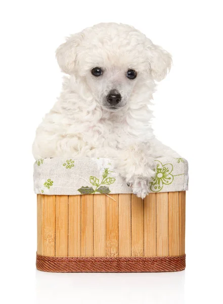 Poodle cachorro posando en cesta — Foto de Stock