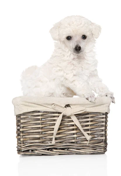 Toy poodle puppy in wicker basket — Stock Photo, Image