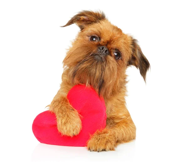 Brussels griffon with festive red heart — Stock Photo, Image