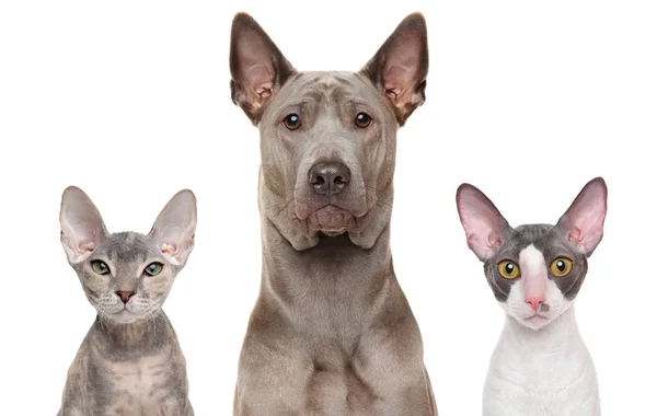 Közeli-megjelöl-ból egy macskák és kutya — Stock Fotó