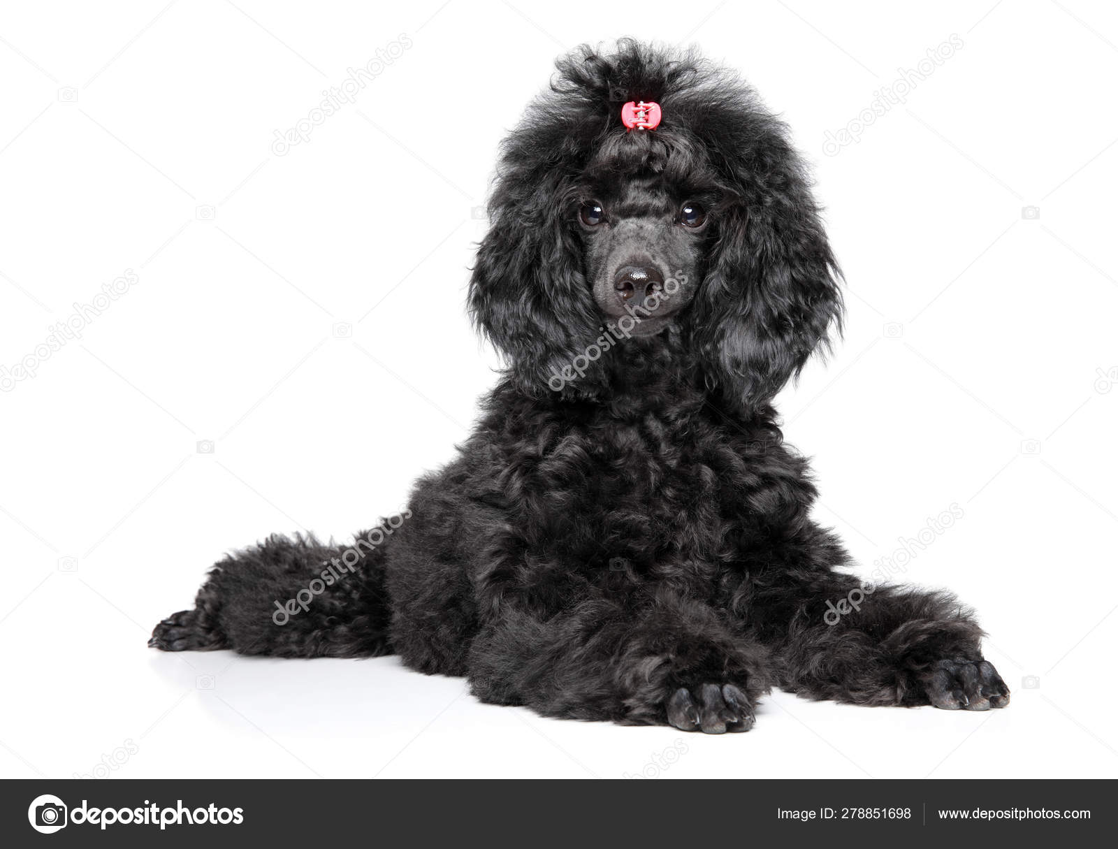 black toy poodle