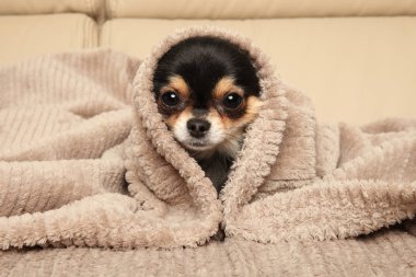 Chihuahua köpek kanepede bir battaniye altında yatan
