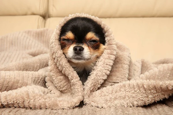 Chihuahua cachorro deitado sob um cobertor — Fotografia de Stock