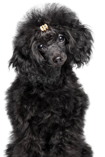 Black Toy Poodle puppy on white background — Stock Photo, Image