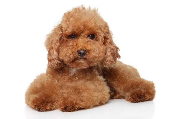 Red Toy Poodle cachorro deitado no fundo branco — Fotografia de Stock