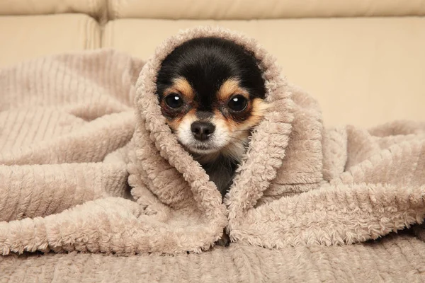 Chihuahua cachorro deitado sob um cobertor no sofá — Fotografia de Stock