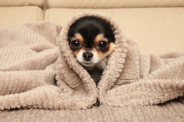 Baby chihuahuas hotsell for free