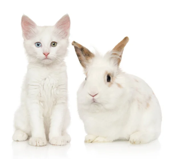 Portrait of kitten and rabbit on white background — Stock Photo, Image