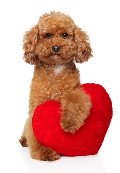 Poodle cachorro con corazón de San Valentín rojo —  Fotos de Stock