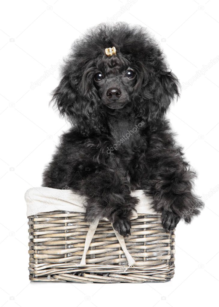 Toy Poodle puppy in basket on white background