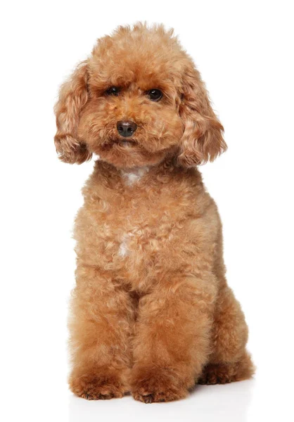 Cachorrinho poodle vermelho — Fotografia de Stock