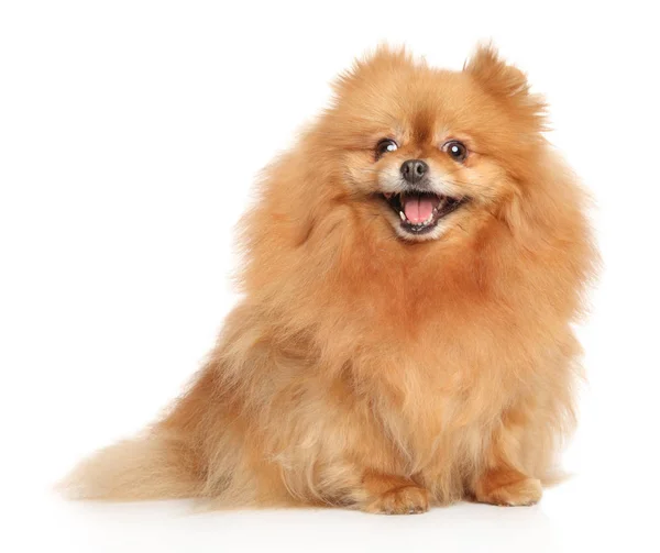 Feliz joven Spitz perro en blanco — Foto de Stock