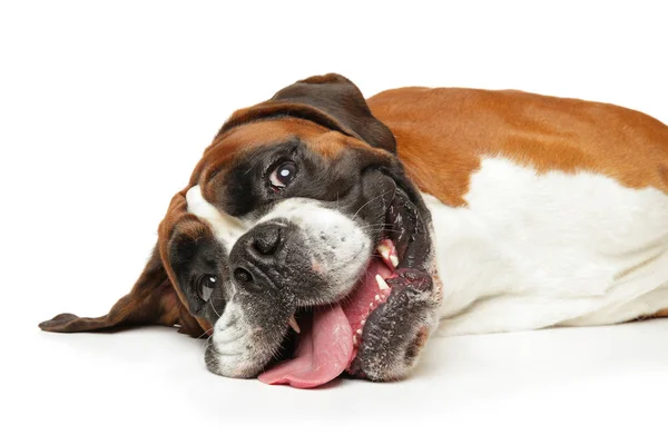 Ritratto di cane Boxer felice — Foto Stock