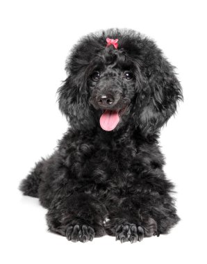 Kaniş köpek yavrusu beyaz arka planda istirahat