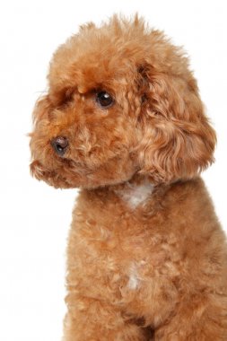 Kırmızı bir oyuncak fino köpeği portresi