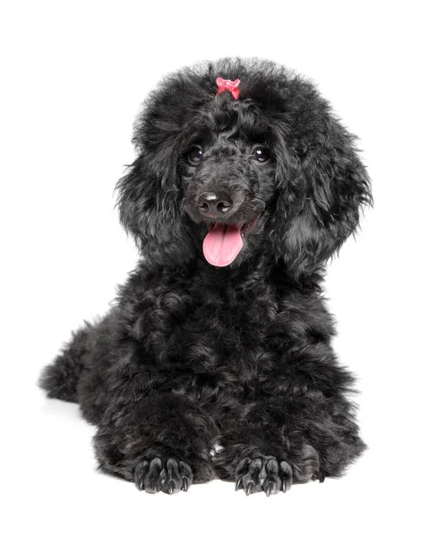 Poodle puppy resting on white background — Stock Photo, Image