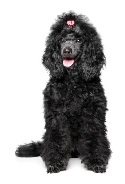 Filhote de cachorro Poodle preto no fundo branco — Fotografia de Stock