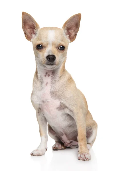 Jovem cão Chihuahua na frente de fundo branco — Fotografia de Stock