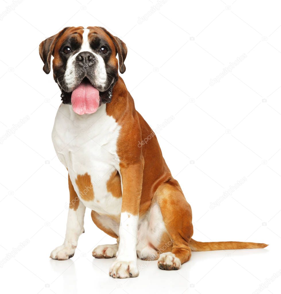 Young boxer dog on white background