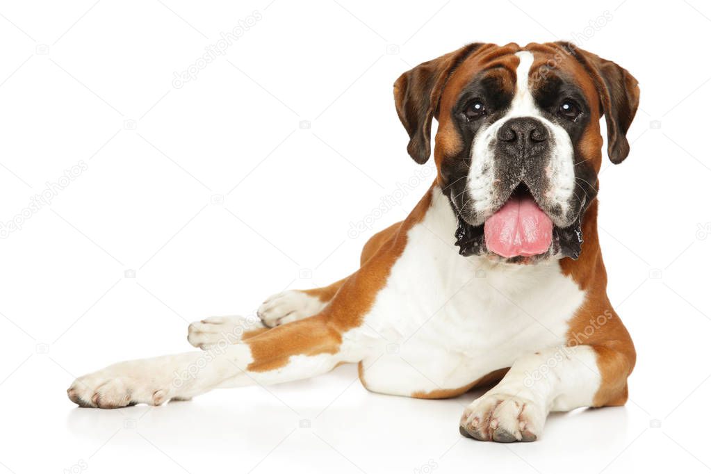 Boxer dog resting in front of white background