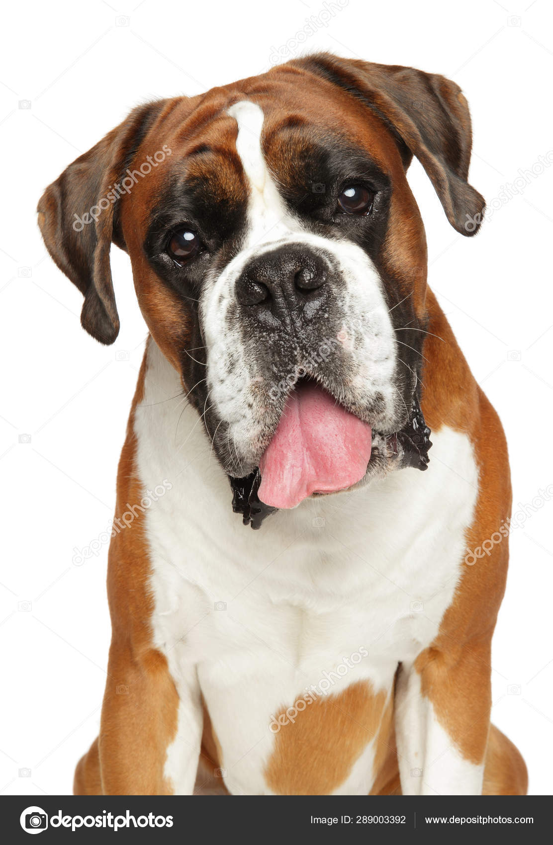幸せなドイツのボクサー犬 孤立 ストック写真 C Fotojagodka