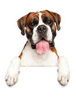 Afiş üzerinde Alman Boxer köpek