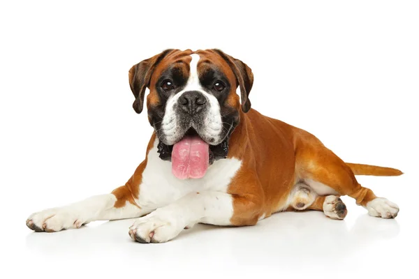 Портрет німецької собаки боксер на білому — стокове фото