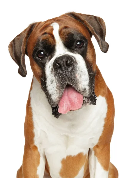 Happy German boxer dog, isolated — Stock Photo, Image