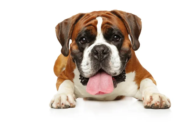 Tedesco Boxer cane sdraiato su sfondo bianco — Foto Stock
