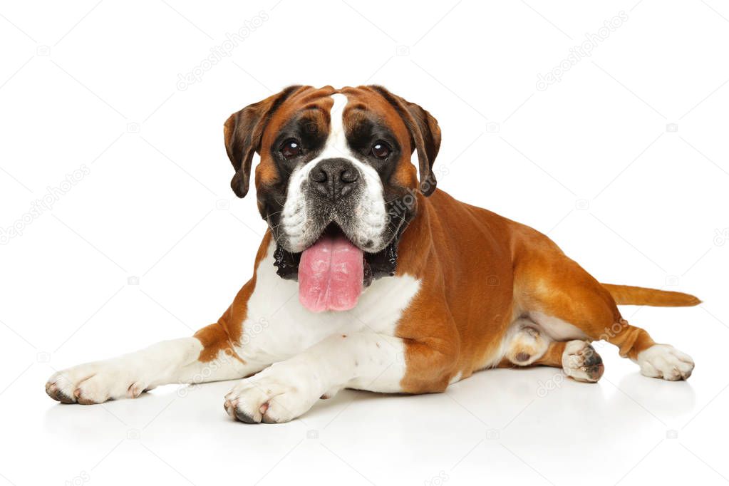 Portrait of a German Boxer dog on white